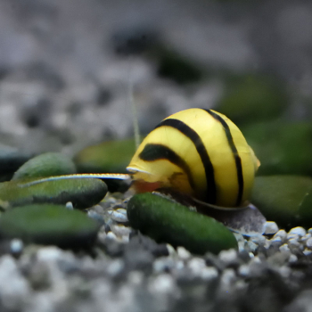 Zebra Apfelschnecke, Asolene spixi